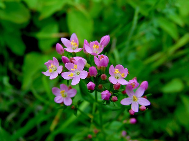 zemežlč menšia Centaurium erythraea Rafn