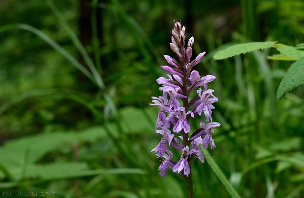 vstavačovec fuchsov pravý Dactylorhiza fuchsii subsp. fuchsii (Druce) Soó