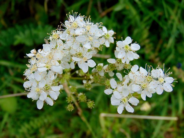 túžobník obyčajný Filipendula vulgaris Moench