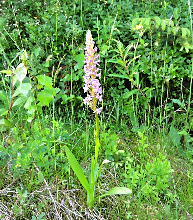 päťprstnica obyčajná Gymnadenia conopsea (L.) R. Br.