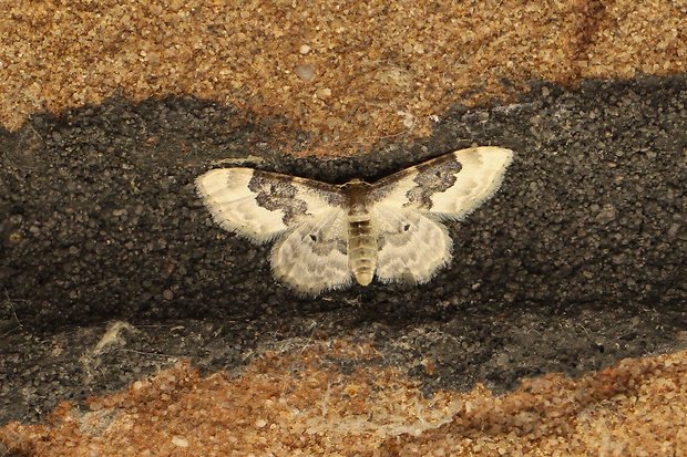 piadica poľná Idaea rusticata