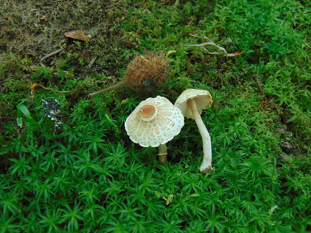 bedlička páchnúca Lepiota cristata Barla