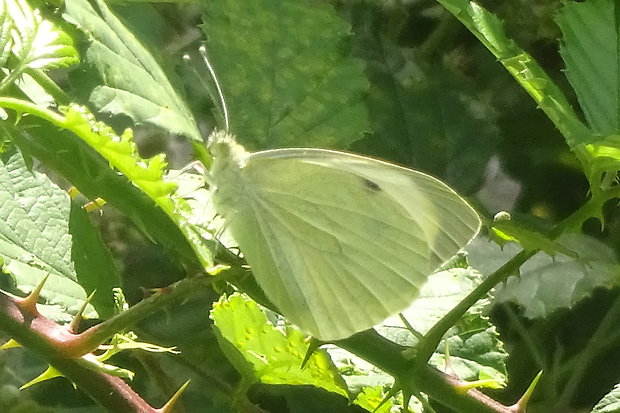 mlynárik kapustový Pieris brassicae