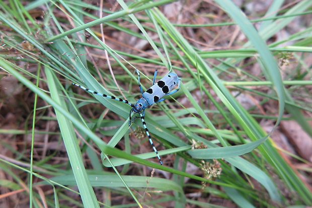 fúzač alpsky Rosalia alpina