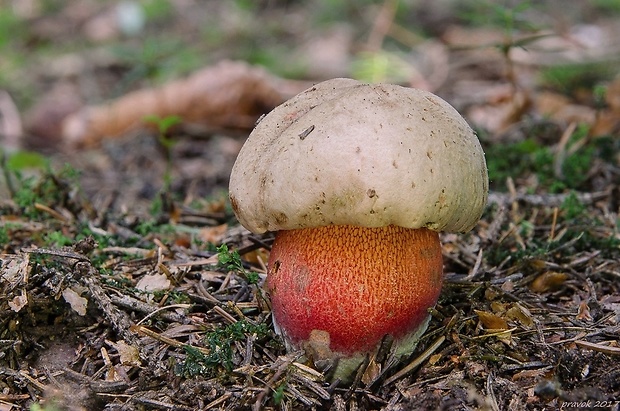 hríb úhľadný horský Rubroboletus rubrosanguineus (Cheype) Kuan Zhao & Zhu L. Yang