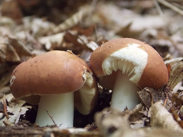 plávka mandľová Russula vesca Fr.