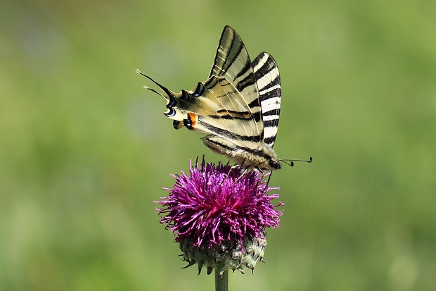 vidlochvost ovocný lphiclides podalirius