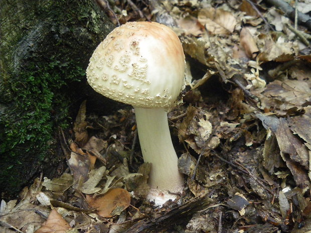 muchotrávka červenkastá Amanita rubescens Pers.