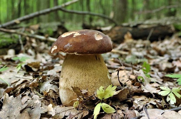 hríb dubový Boletus reticulatus Schaeff.