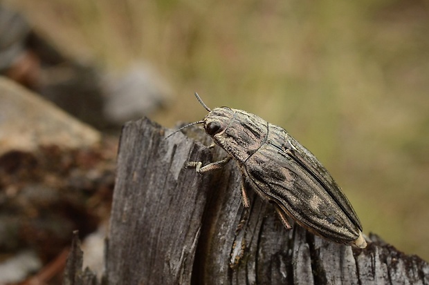 krasoň borovicový/krasec měďák Chalcophora mariana