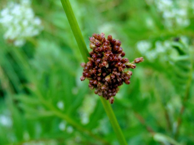 sitina Juncus sp.