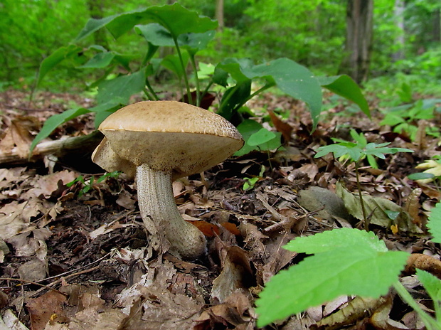 kozák hrabový Leccinum pseudoscabrum (Kallenb.) Šutara