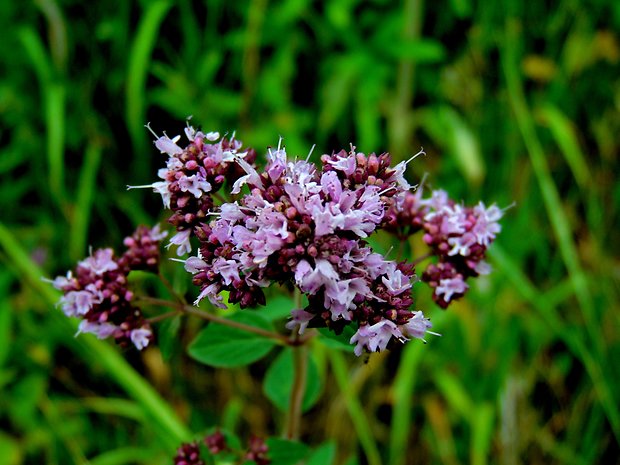 pamajorán obyčajný Origanum vulgare L.