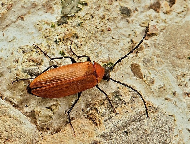 - Pseudocistela ceramboides