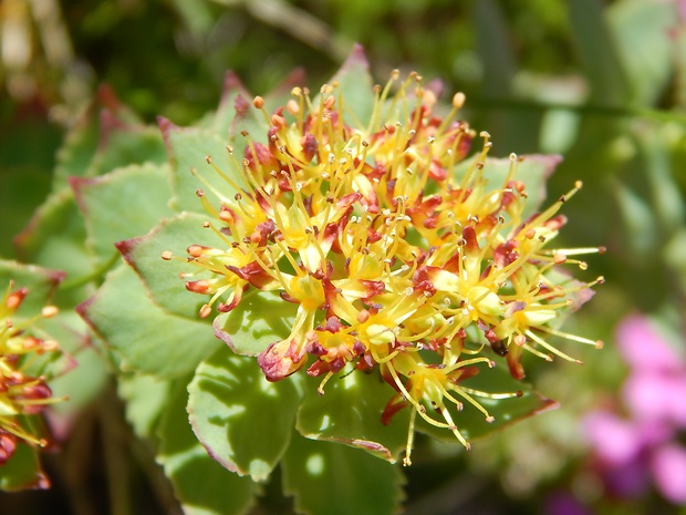 rozchodnica ružová Rhodiola rosea L.