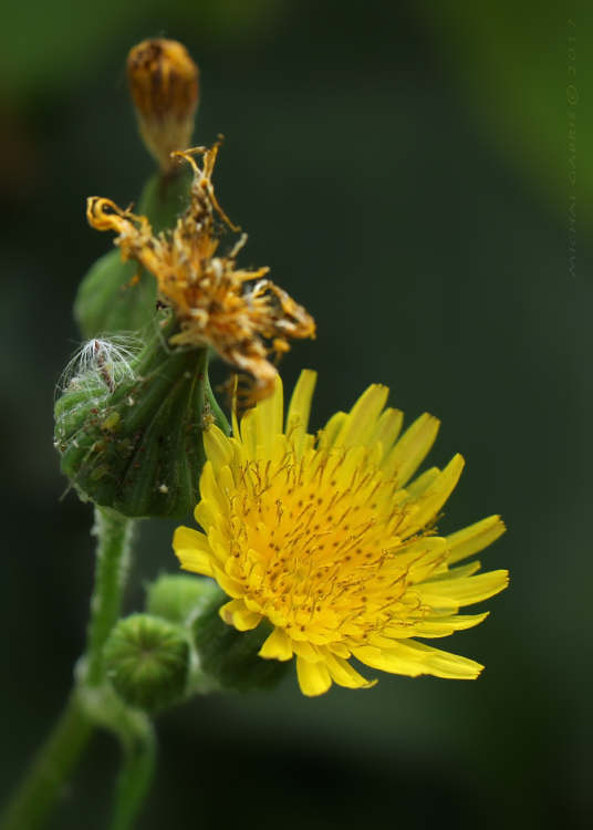 mlieč zelinný Sonchus oleraceus L.