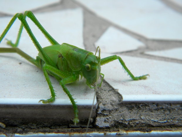 kobylka zelená Tettigonia viridissima