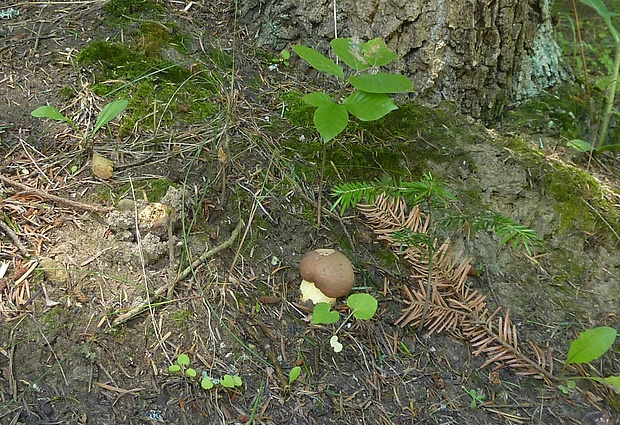 hríb príveskatý Butyriboletus appendiculatus (Schaeff. ex Fr.) Secr.