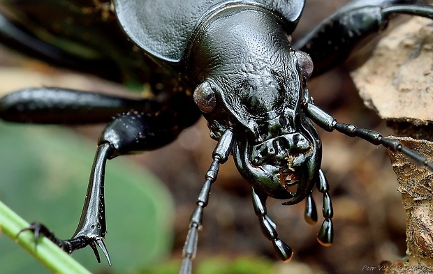 střevlík kožitý Carabus coriaceus