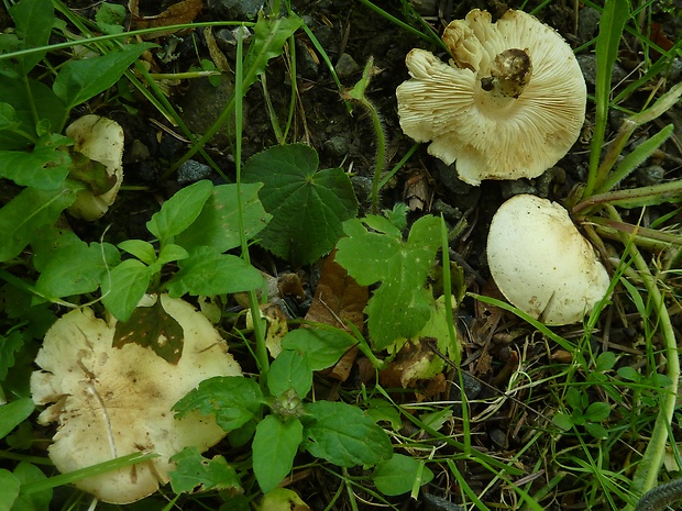 bedľovník orosený Chamaemyces fracidus (Fr.) Donk