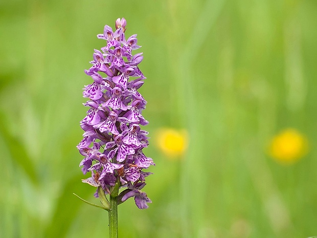 vstavačovec fuchsov pravý Dactylorhiza fuchsii subsp. fuchsii (Druce) Soó