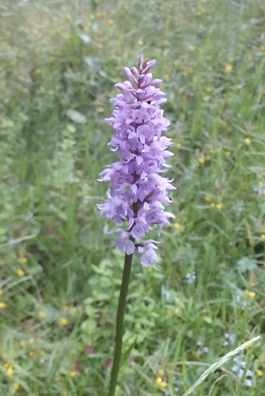 vstavačovec fuchsov pravý Dactylorhiza fuchsii subsp. fuchsii (Druce) Soó