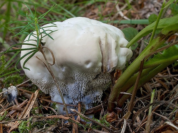 jelenkovka voňavá Hydnellum suaveolens (Scop.) P. Karst.