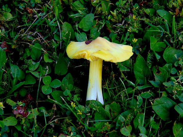 lúčnica Hygrocybe sp.