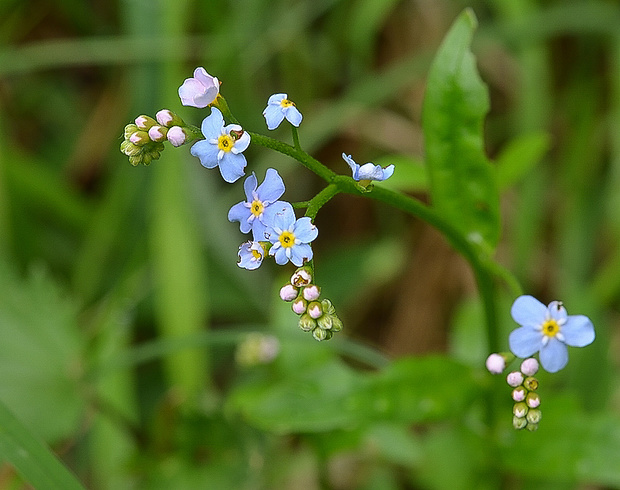 nezábudka Myosotis sp.