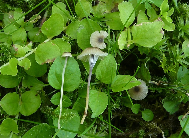 machovček Swartzov Rickenella swartzii (Fr.) Kuyper