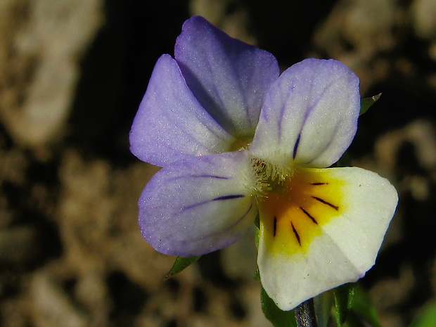 fialka trojfarebná Viola tricolor L. emend. F. W. Schmidt