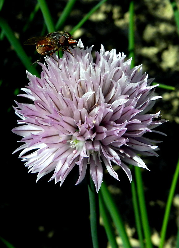 cesnak pažítkový Allium schoenoprasum L.