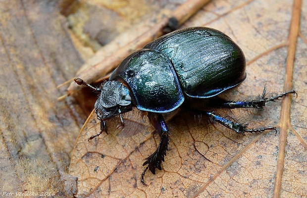 chrobák lesní Anoplotrupes stercorosus