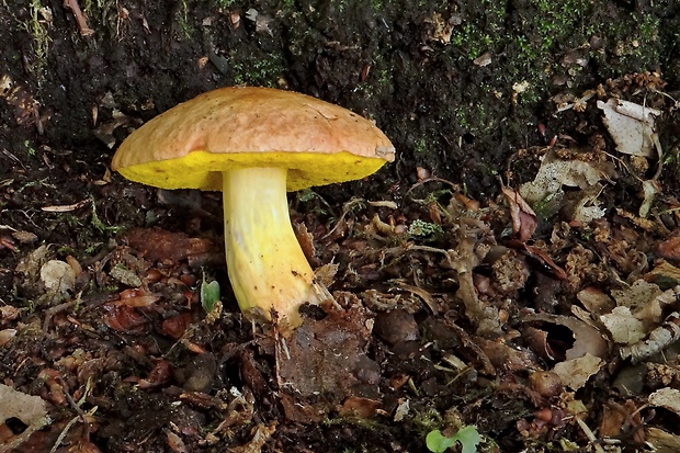 zlatohríb úhľadný Aureoboletus gentilis (Quél.) Pouzar