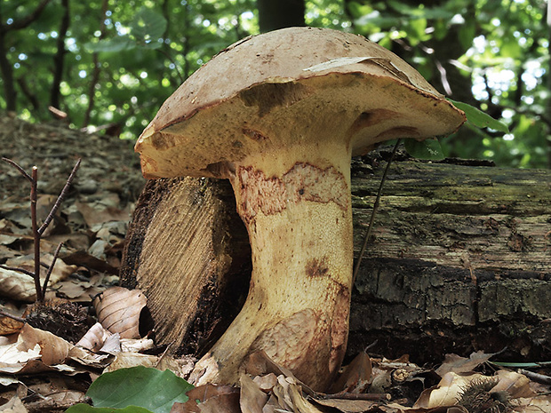 hríb príveskatý Butyriboletus appendiculatus (Schaeff. ex Fr.) Secr.