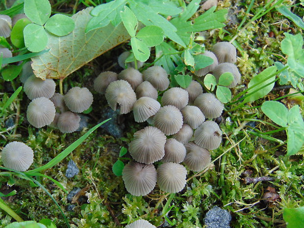 hnojník rozsiaty Coprinellus disseminatus (Pers.) J.E. Lange