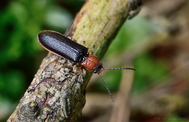 kovařík Denticollis linearis var.mesomelas