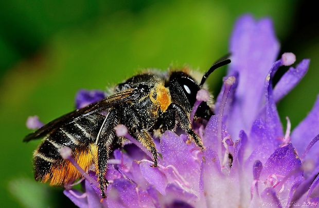 čalounice Megachile centuncularis