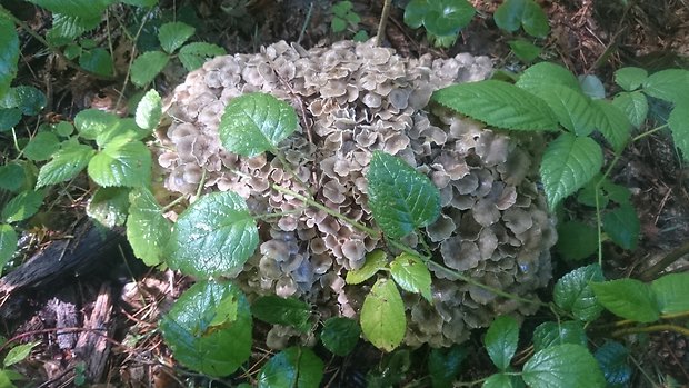 trúdnik klobúčkatý Polyporus umbellatus (Pers.) Fr.