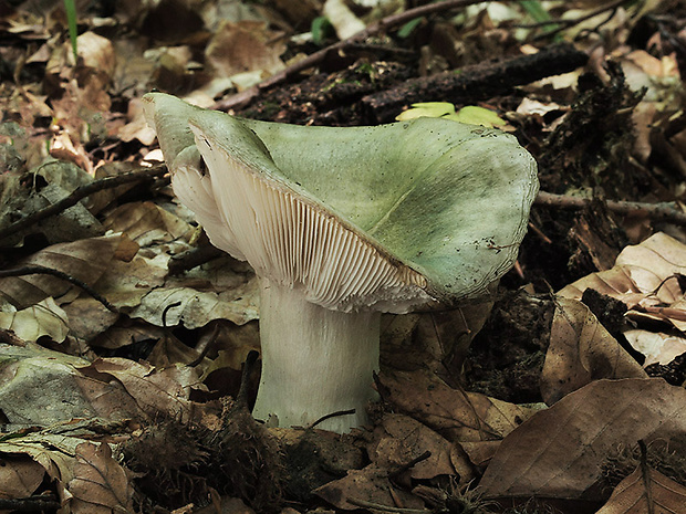 plávka buková Russula heterophylla (Fr.) Fr.