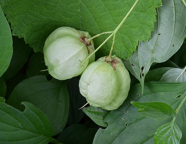 klokoč perovitý Staphylea pinnata L.