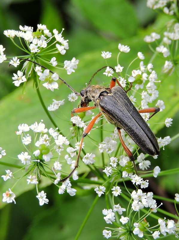 fuzáč Stenocorus meridianus