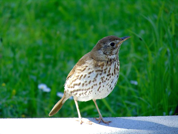 drozd plavý Turdus philomelos