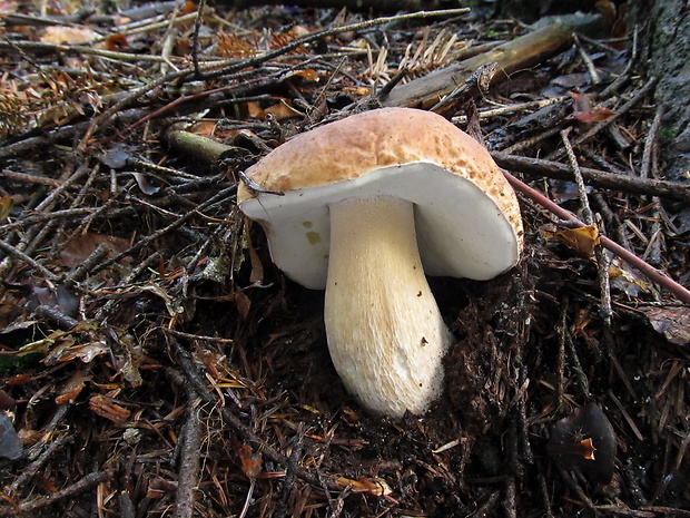 hríb smrekový Boletus edulis Bull.