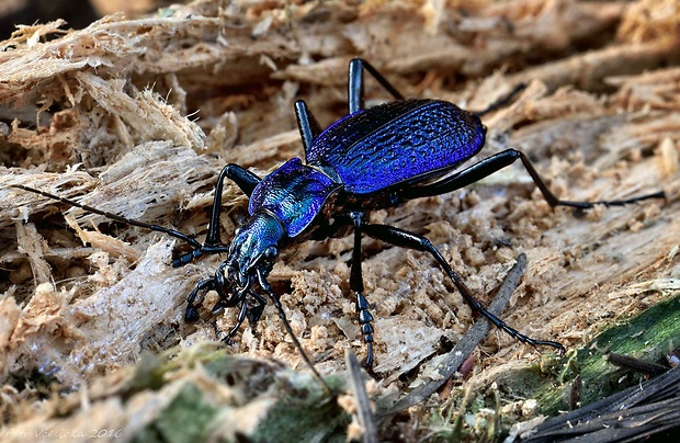 střevlík vrásčitý Carabus intricatus