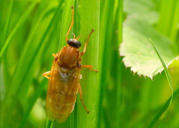 drevárka Coenomyia ferruginea  (Coenomyiidae)