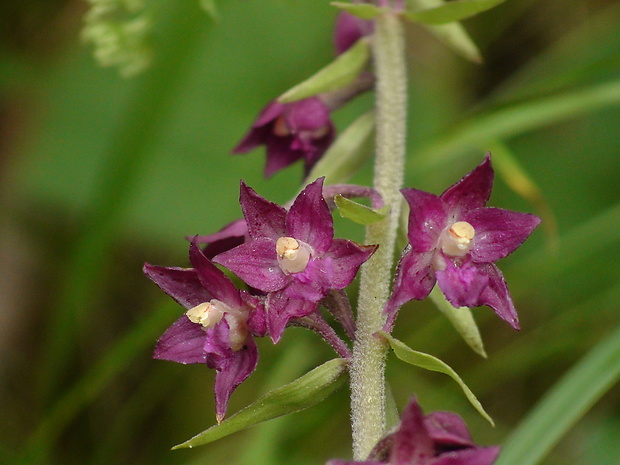 kruštík tmavočervený pravý Epipactis atrorubens subsp. atrorubens (Hoffm.) Besser