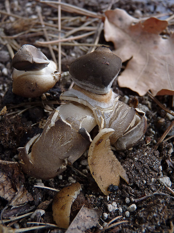 hviezdovka klenbová Geastrum fornicatum (Huds.) Hook.