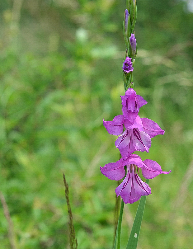 mečík škridlicovitý Gladiolus imbricatus L.