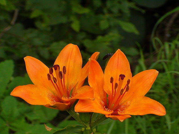 ľalia cibuľkonosná Lilium bulbiferum L.